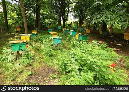 beegarden. a few beehives in a shadow of a threes. focus on beehive in center in first row