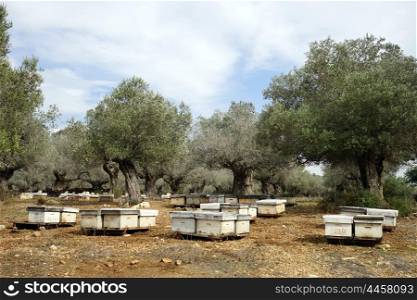 Beehives and olive trees in Israel
