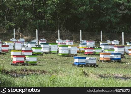 Beehives in bee farm. Forest of acacia trees. Bulgaria