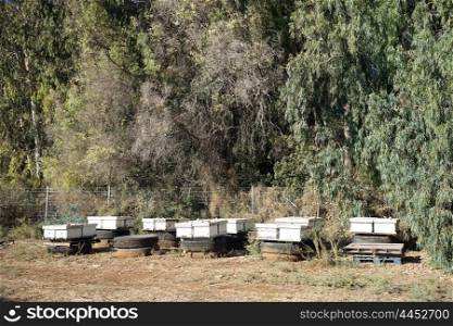 Beehives near eucalyptus forest, Israel