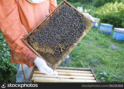 Beekeeper Holding Honeycomb with Honey Bees