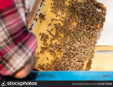 Beekeeper holding the honey comb with bees. Man engage apiculture