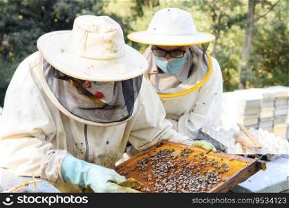 Beekeeper on apiary. Beekeeper is working with bees and beehives on the apiary. High quality image. Beekeeper on apiary. Beekeeper is working with bees and beehives on the apiary. 