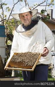 Beekeeper with honeycombs in hands. Bulgaria, Pleven