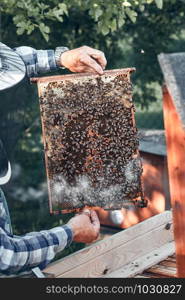 Beekeeper working in apiary. Drawing out the honeycomb from the hive with bees and honey on comb. Real people, authentic situations