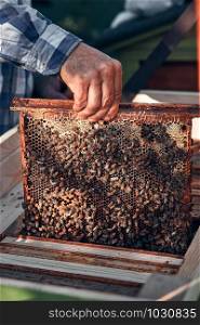 Beekeeper working in apiary. Drawing out the honeycomb from the hive with bees and honey on comb. Real people, authentic situations