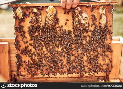 Beekeeper working in apiary. Drawing out the honeycomb from the hive with bees on honeycomb. Harvest time in apiary. Beekeeping as hobby. Agriculture production