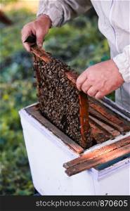 Beekeeper working in apiary, drawing out the honeycomb with bees and honey on it from a hive