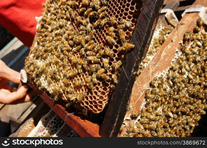 Beekeeping at Vietnam, Vietnamese agriculture, group of bee tank, group of beehive in Dalat jungle, honey is nutrition eating, bee working at bee nest