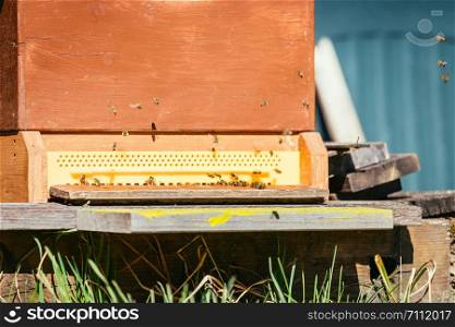 Bees are landing at the boards of a hive, spring time