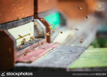 Bees are landing at the boards of a hive, spring time