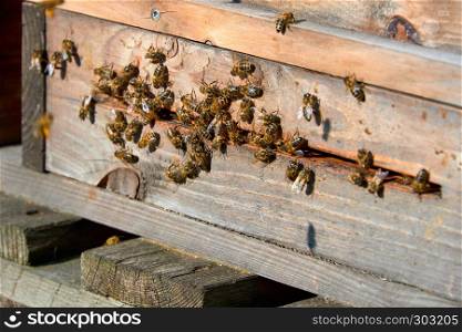 bees arrive in beehive