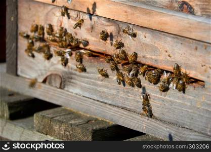 bees arrive in beehive