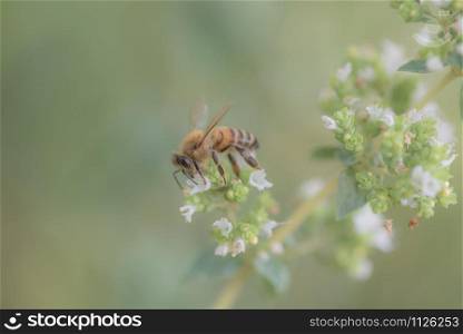 bees at work, collecting nectar on marjoram flower, natural background.