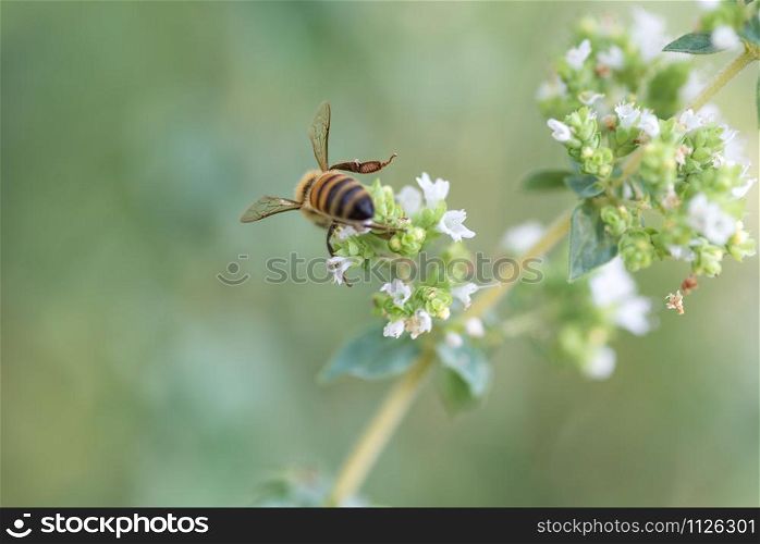 bees at work, collecting nectar on marjoram flower, natural background.