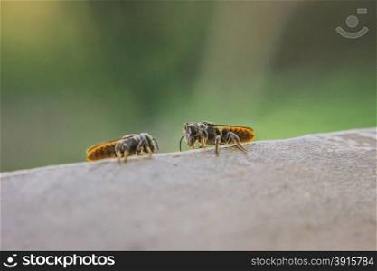 bees closeup