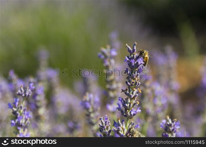bees collecting pollen from lavender and lavender flowers