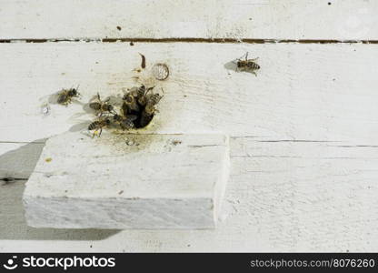 Bees entering the hive. White beehive