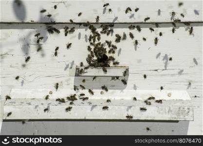 Bees entering the hive. White beehive