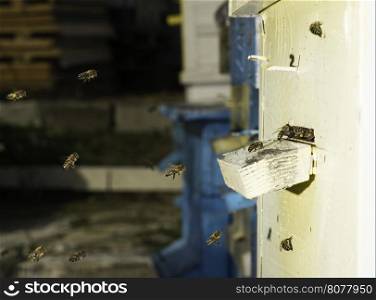 Bees entering the hive. White beehive
