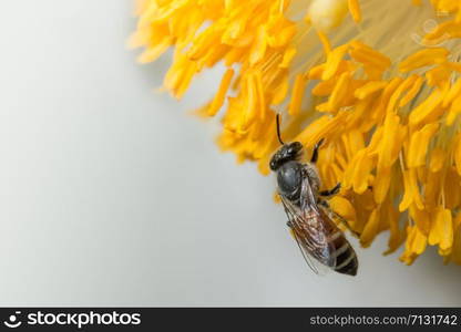 Bees find food on flowers