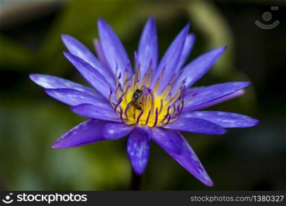 Bees fly on a purple lotus flower.
