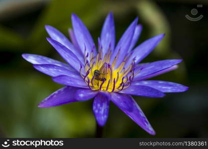 Bees fly on a purple lotus flower.