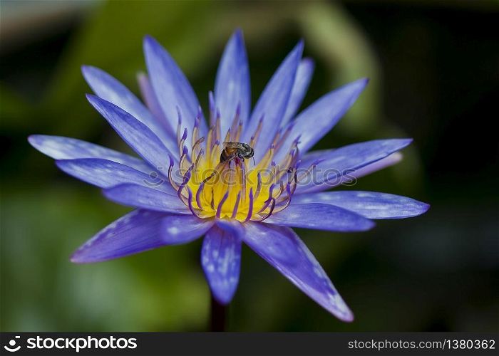 Bees fly on a purple lotus flower.