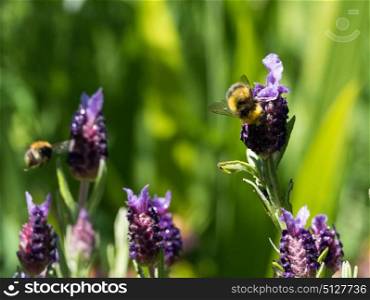Bees flying around flowers in summer