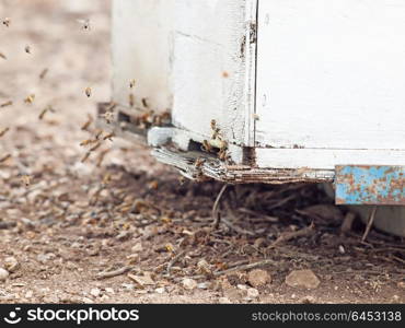 Bees flying at hive entrance. close up