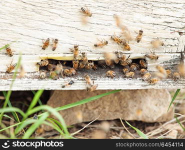 Bees flying at hive entrance. close up