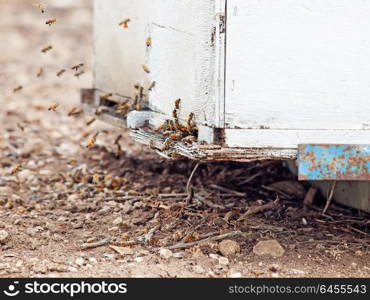 Bees flying at hive entrance. close up