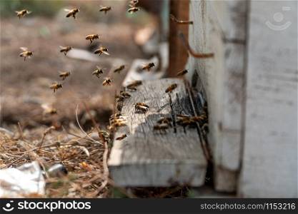 Bees flying in front of a beehive. Beekeeping concept.
