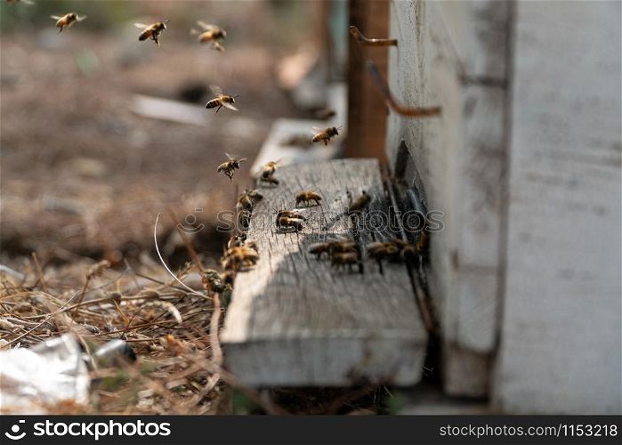 Bees flying in front of a beehive. Beekeeping concept.