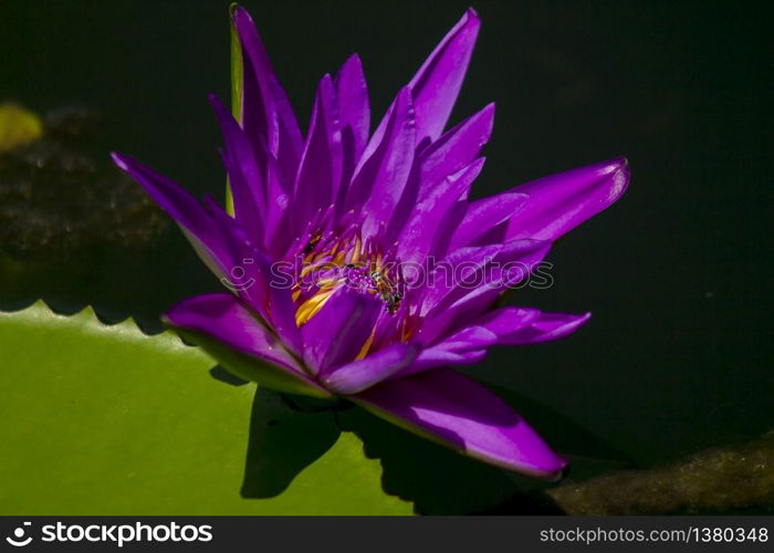 Bees flying in the purple lotus blooming.