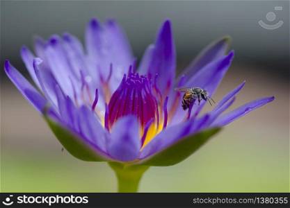 Bees flying in the purple lotus blooming.