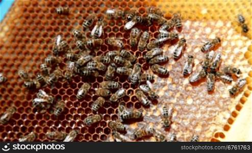bees on combs with honey in the hive