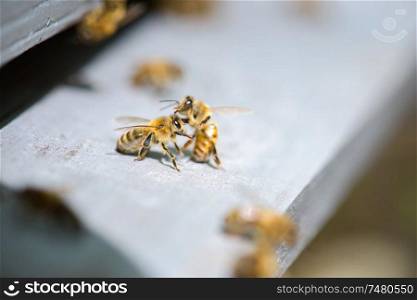 bees on the frame fighting