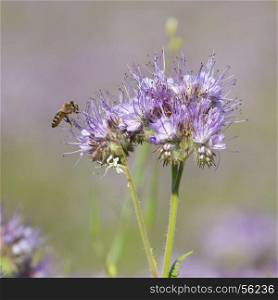 Bees pollinate phacelia flowers in the summer day