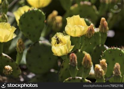 Bees pollinating beautiful bright yellow cactus flowers.