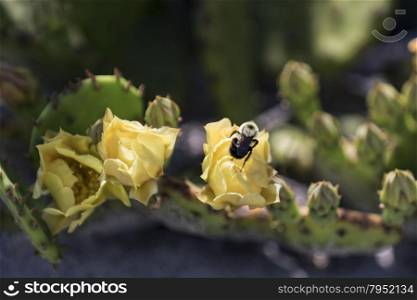 Bees pollinating beautiful bright yellow cactus flowers.
