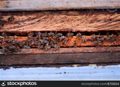 Bees sitting on frames of honeycombs