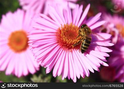 bees sitting on the asters . bees sitting on the aster and collecting the nectar
