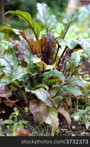 Beet greens in the garden