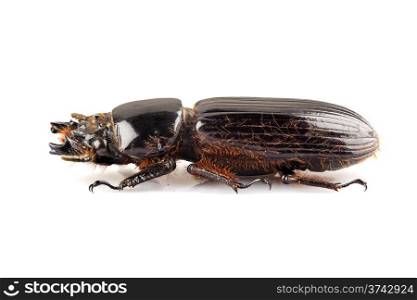 Beetle Aceraius grandis from Java Island of Indonesia isolated on white background. Beetle Aceraius grandis