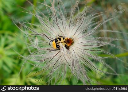 beetle banded brush beetle