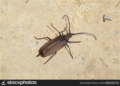 Beetle bark beetle. Imago of an insect. Beetle with long antennae.. Beetle bark beetle. Imago of an insect. Beetle with long antennae