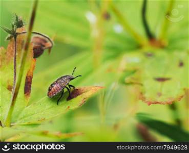 beetle in the grass