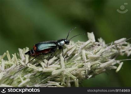 beetle insect grass flower