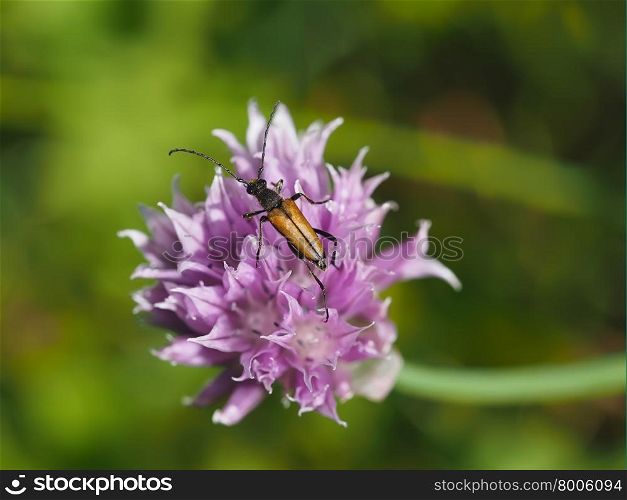 Beetle on a flower bow